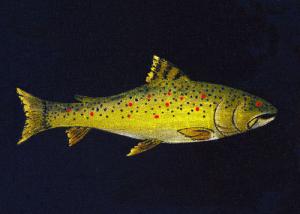 Brown Trout Fish Acrylic enhanced giclee print matted