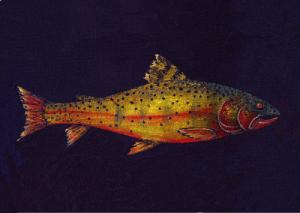 Cutthroat Fish Acrylic enhanced giclee print matted