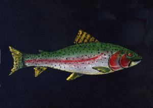 Rainbow Trout  Acrylic enhanced giclee print matted