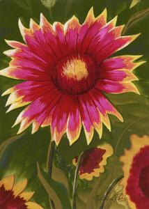 Blanket Flower